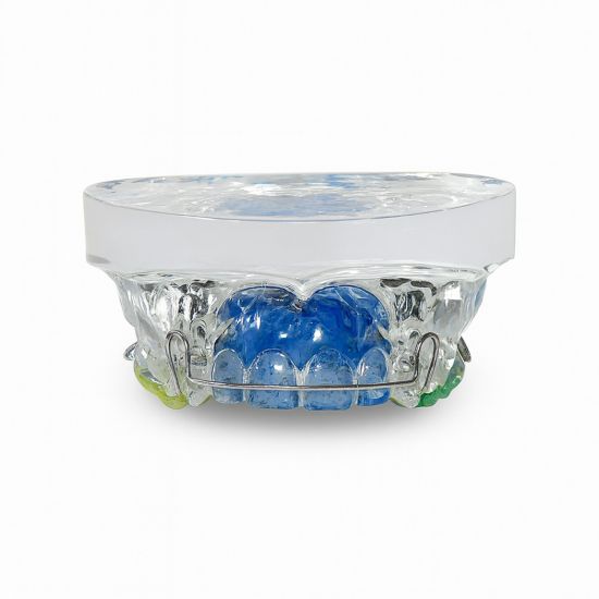 Picture of Multicolor Skull 4D With Movable Mandible