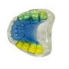 Picture of Multicolor Skull 4D With Movable Mandible