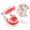 Picture of Orthodontic Teeth Model
