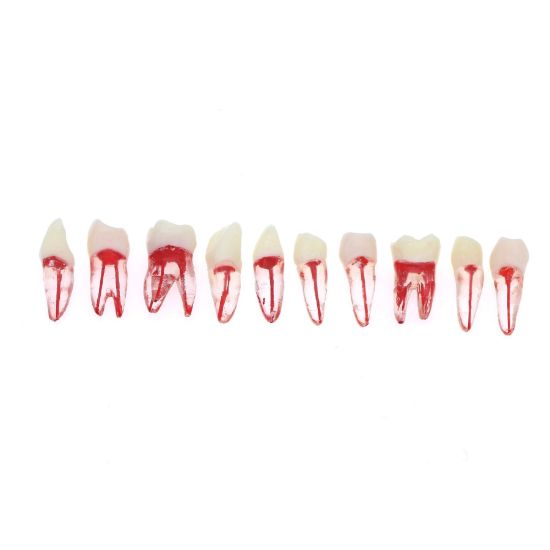 Picture of RCT Practice Model Transparent Resin Block