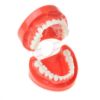 Picture of Tooth Model