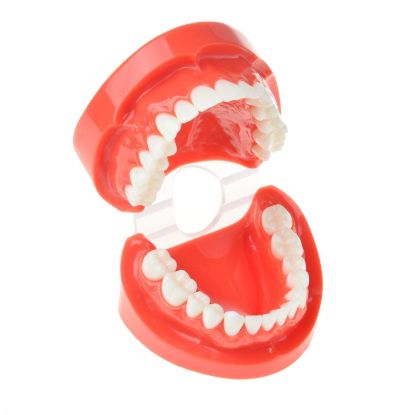 Picture of Tooth Model
