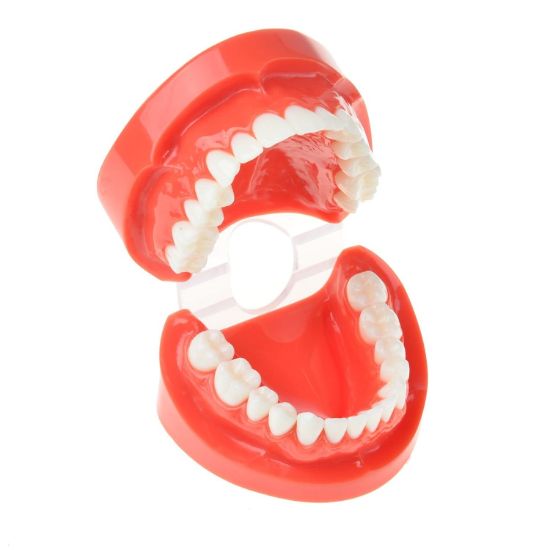 Picture of Tooth Model