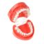 Picture of Tooth Model