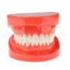 Picture of Tooth Model