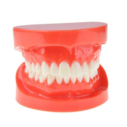 Picture of Tooth Model