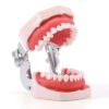 Picture of Training Teeth Model With Removable Screw Teeth