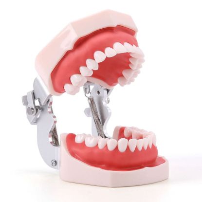 Picture of Training Teeth Model With Removable Screw Teeth