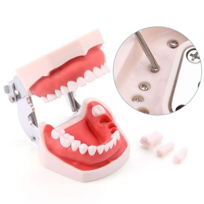 Picture of Training Teeth Model With Removable Screw Teeth